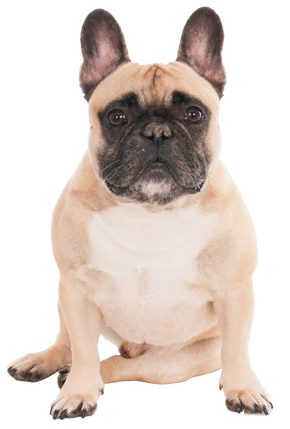 Bulldog Frances Elite Clan